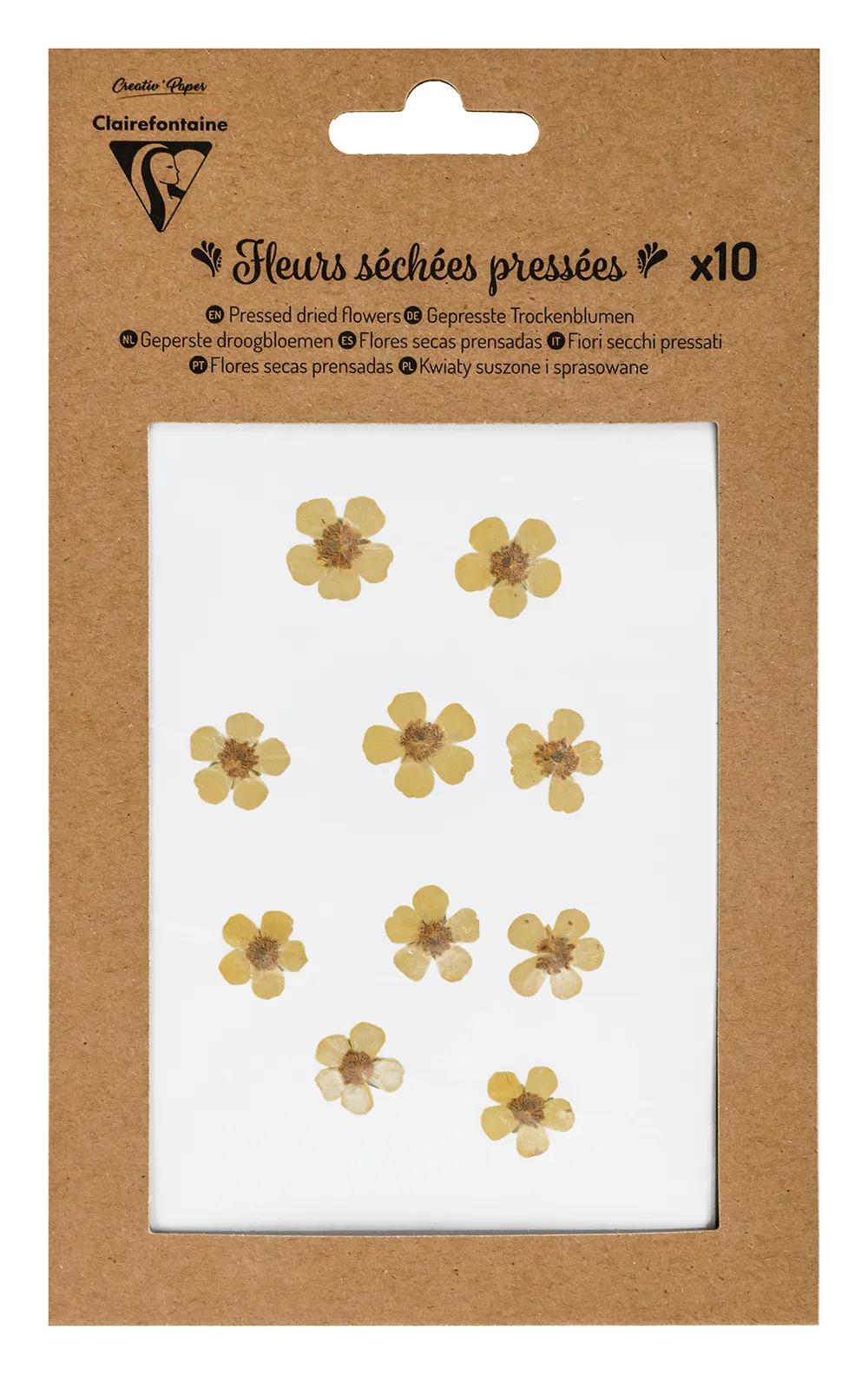 DRY FLOWERS, Confezione da 10 pezzi - Giallo (Pacchetto x5)