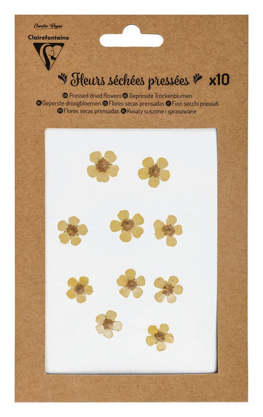 DRY FLOWERS, Packung mit 10 Stück - Gelb (Paket x5)