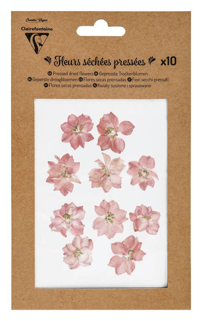 FLEURS SÉCHÉES PRÉSSÉES, Pochette de 10 pièces - Rose (lot de 5)