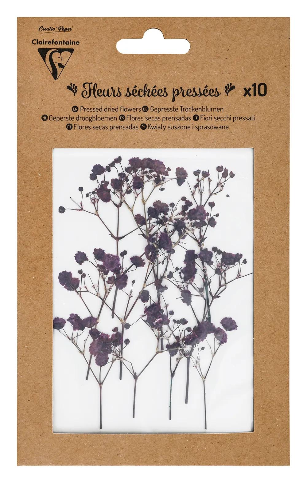 FLEURS SÉCHÉES PRÉSSÉES, Pochette de 10 pièces - Lavande (Lot x5)