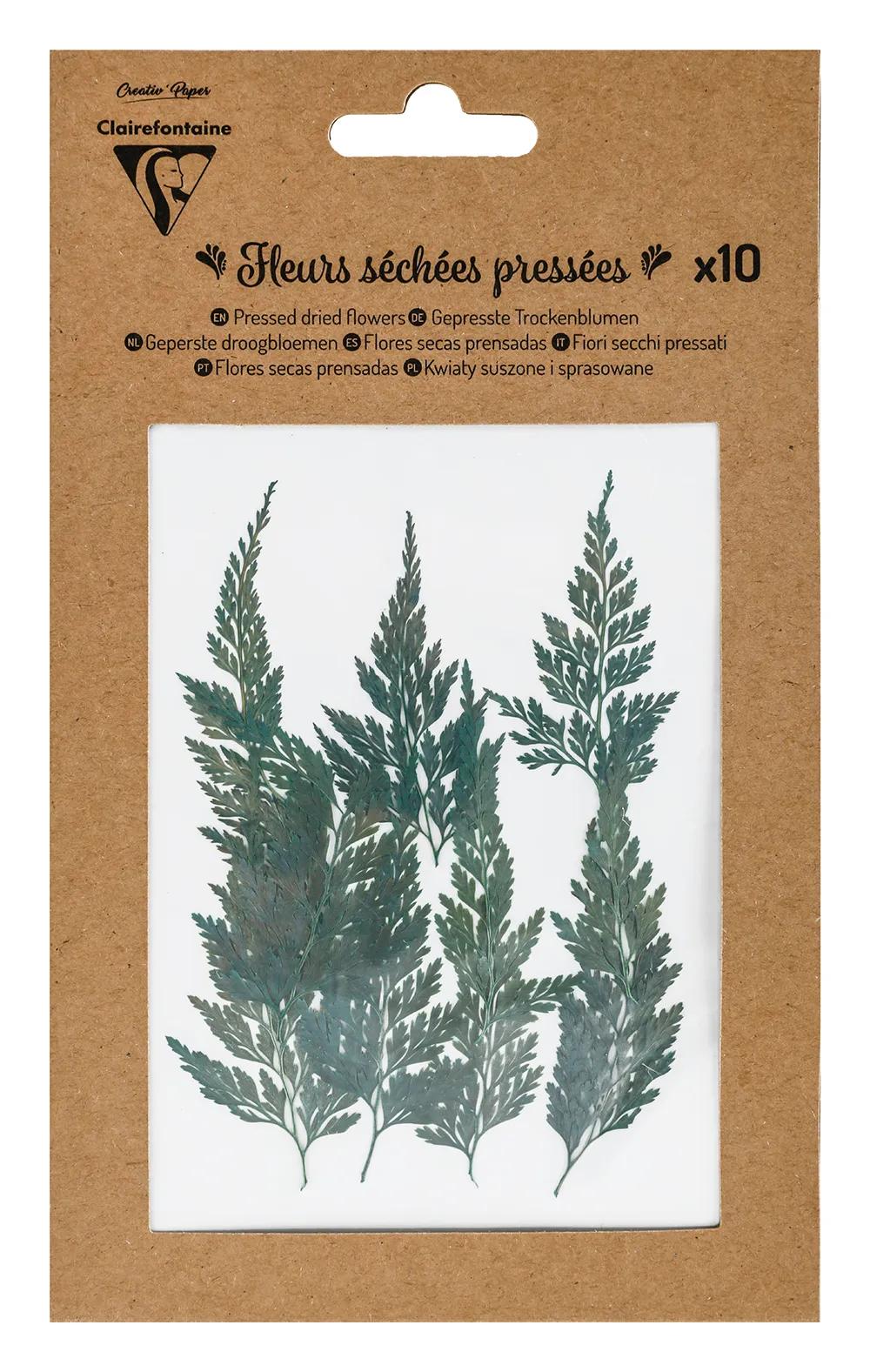 FLEURS SÉCHÉES PRÉSSÉES, Pochette de 10 pièces - Vert (lot de 5)