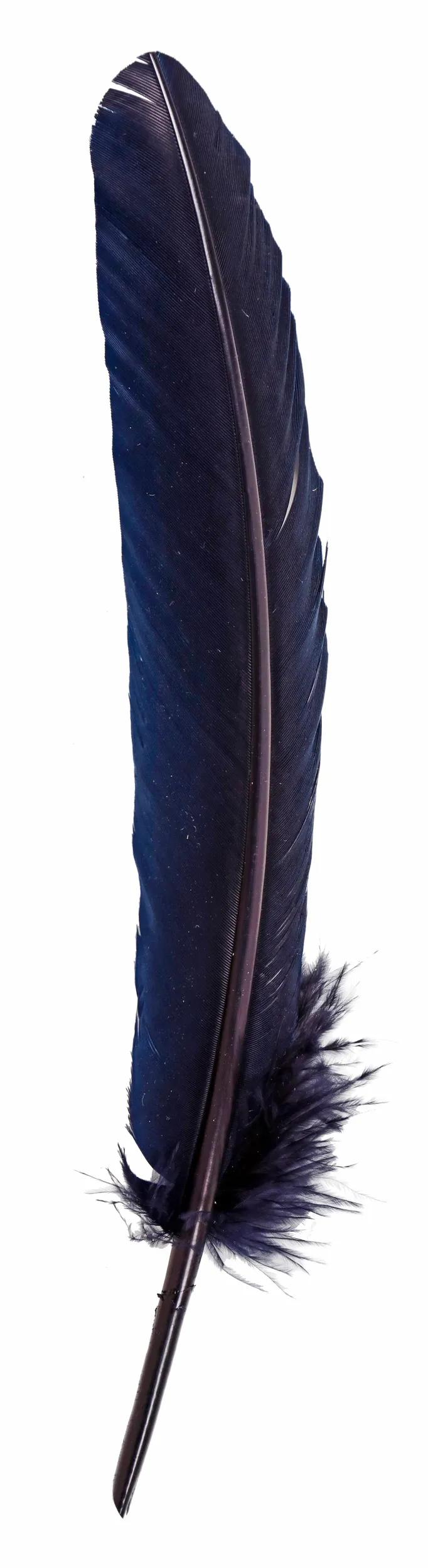 Gänsefedern schneiden 28cm - Blau (Paket x10)