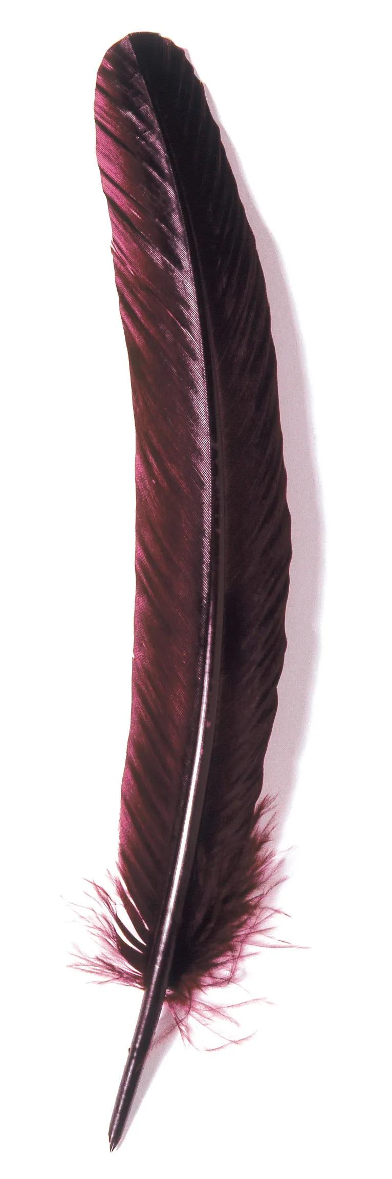 Piume d'oca di taglio 28cm - Bordeaux (Pacchetto x10)