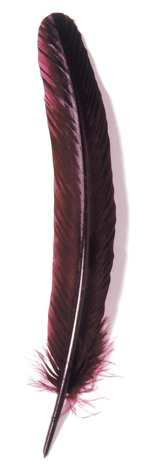 Cut goose feathers 28cm - Bordeaux (Pack x10)