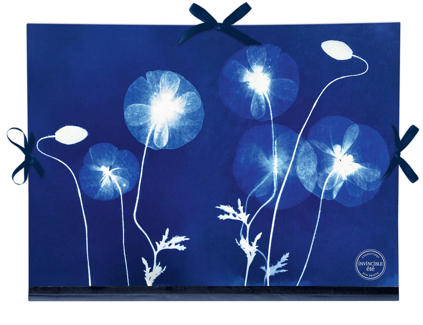Cyanotype, Drawing cardboard 28x38cm, closure with 3 ribbons (Pack x5)