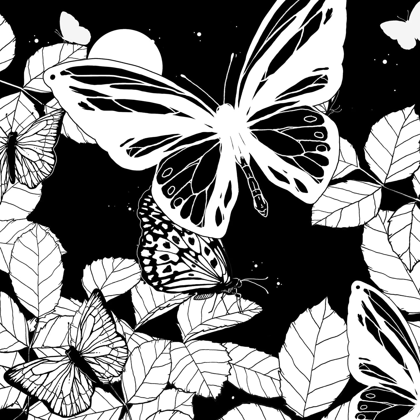COLORING, libretto di 36 pagine 120g/m2 in formato 20x20cm - Farfalle (Pacchetto x5)