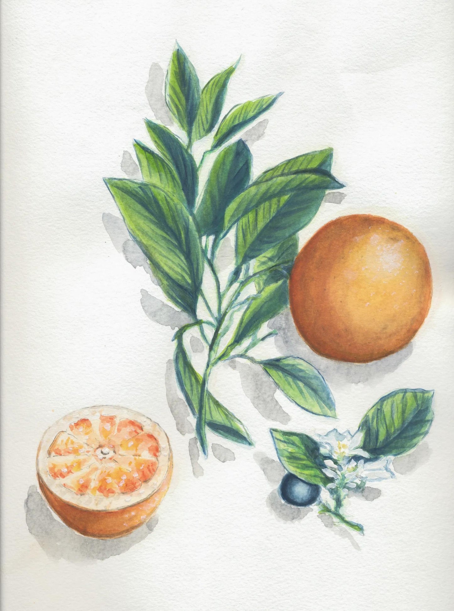 Aquarell Predessinated Botanique Block verklebt 15F 24x30cm 300g (Paket x5)