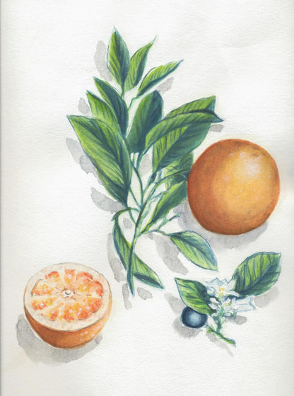 Aquarell Predessinated Botanique Block verklebt 15F 24x30cm 300g (5er-Pack)