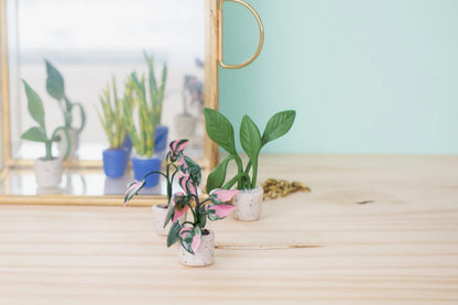 Starter kit, mini plants